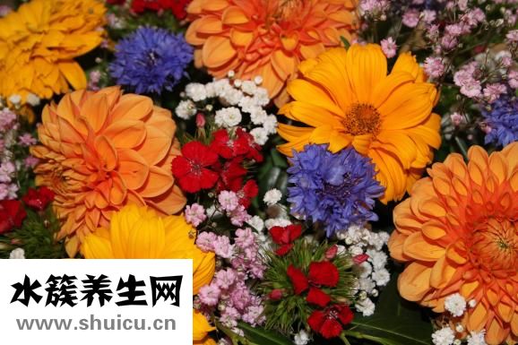 海帶的功效與作用