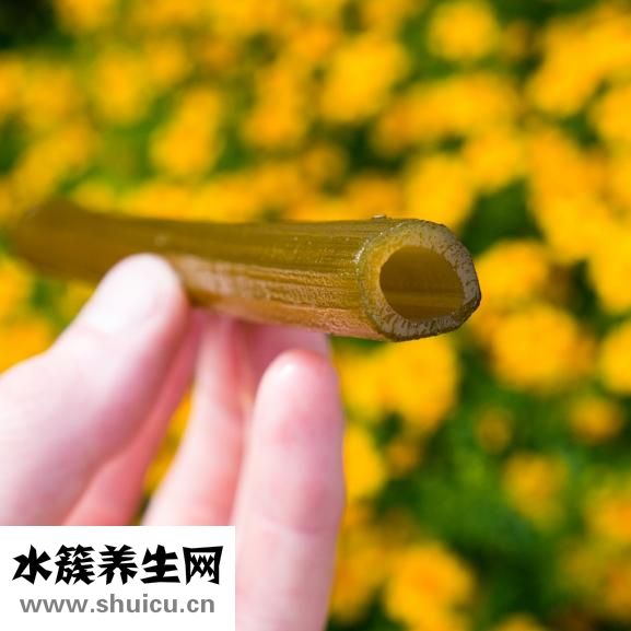 川芎的功效與作用