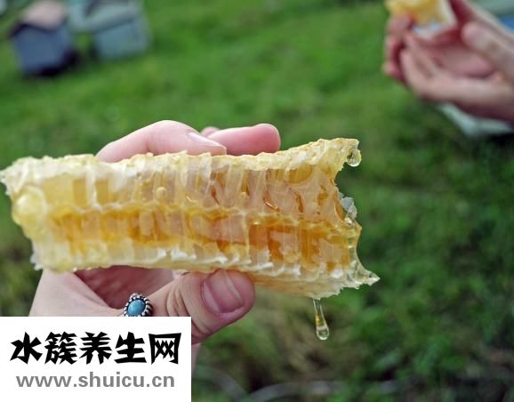 蒼術的功效與作用