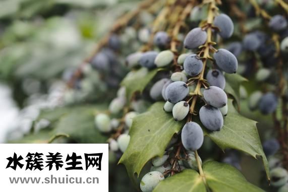 阿奇霉素干混懸劑