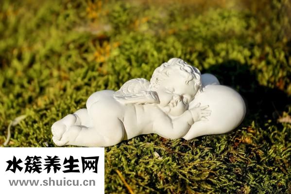 砂仁的功效與作用