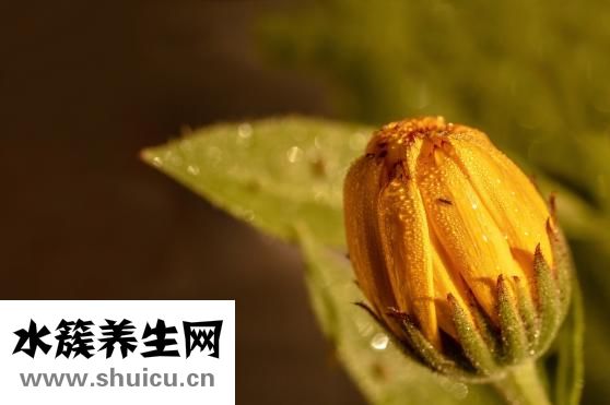 花旗參的功效與作用