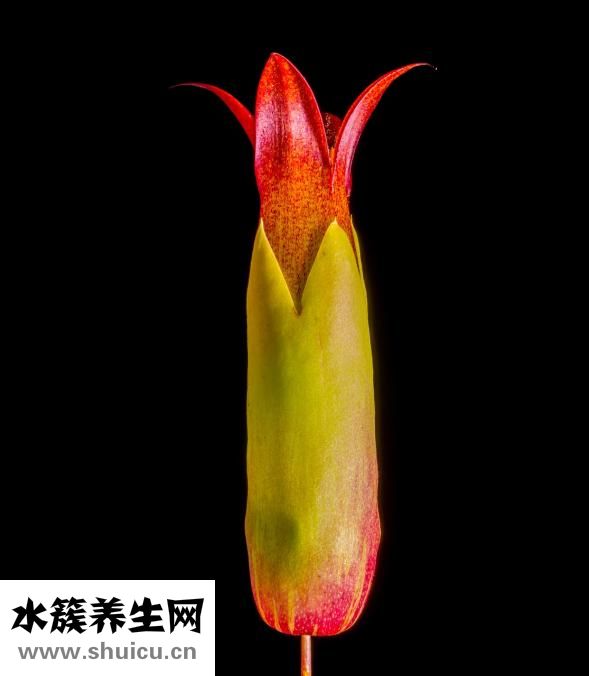 田七的功效與作用