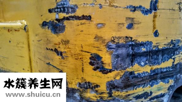 大黃的功效與作用