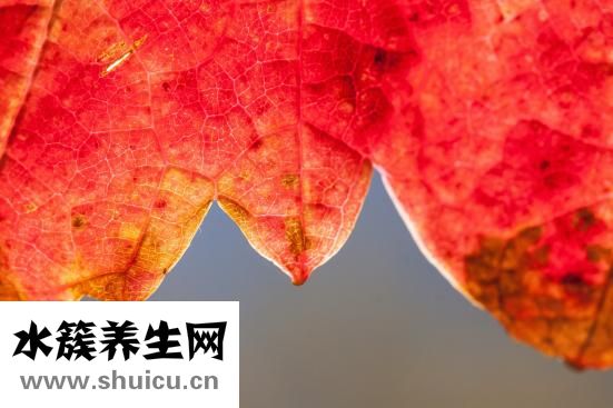 癌胚抗原是什么意思