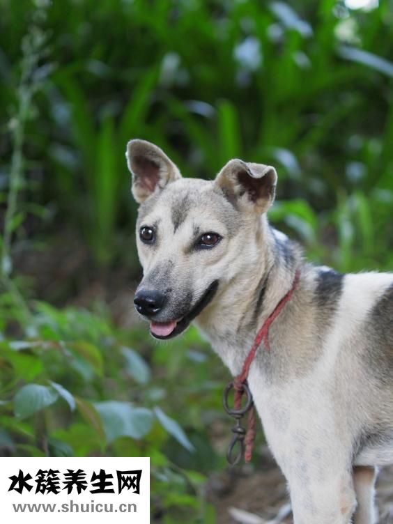 腸息肉的早期癥狀