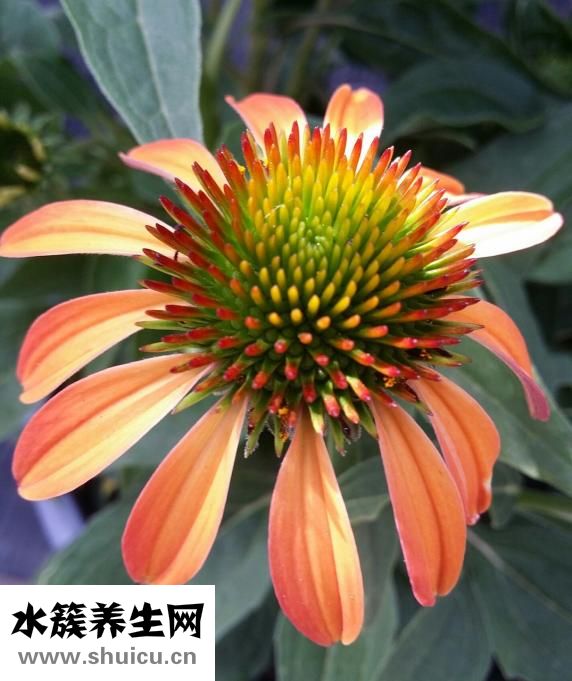 牡丹皮的功效與作用