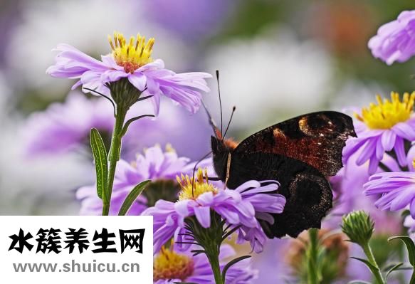 高麗參的功效與作用