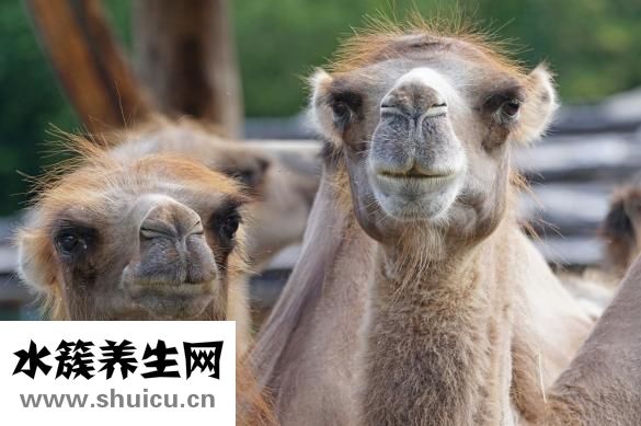 七步洗手法圖片