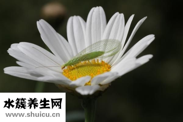 獨活的功效與作用