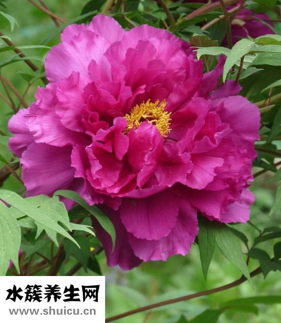 田七的功效與作用