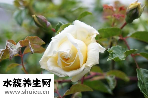 噯氣是什么意思