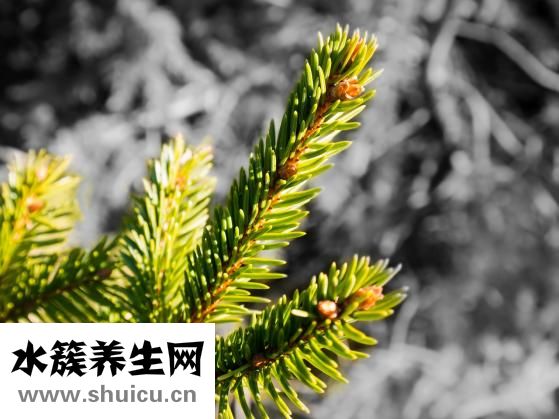 板藍根的功效與作用