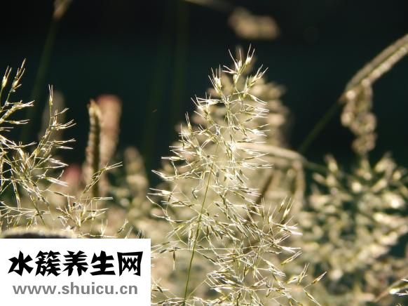 牡丹皮的功效與作用