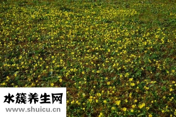 法半夏的功效與作用