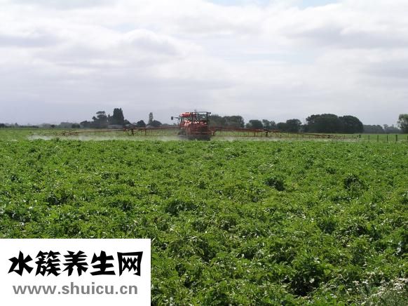 檳榔的功效與作用