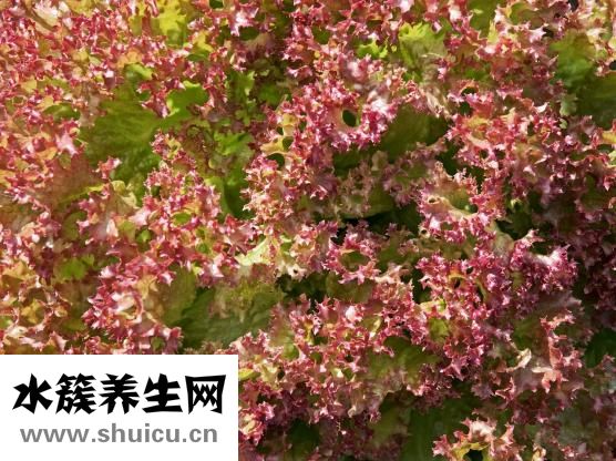 橘子的功效與作用