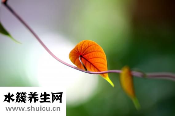 大黃的功效與作用