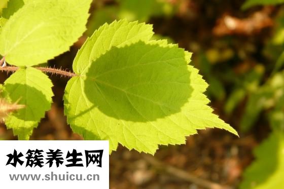 益智仁的功效與作用