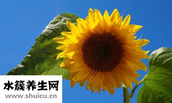 羅漢果的功效與作用