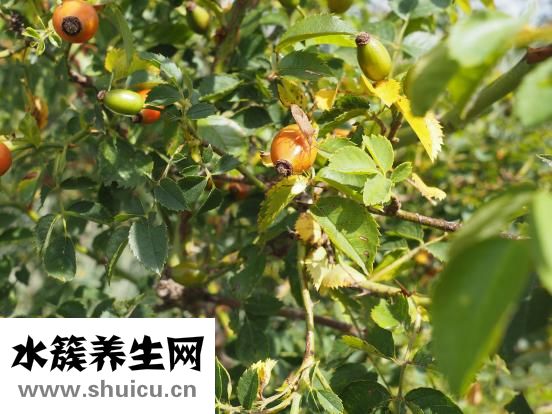 龍眼和桂圓的區別