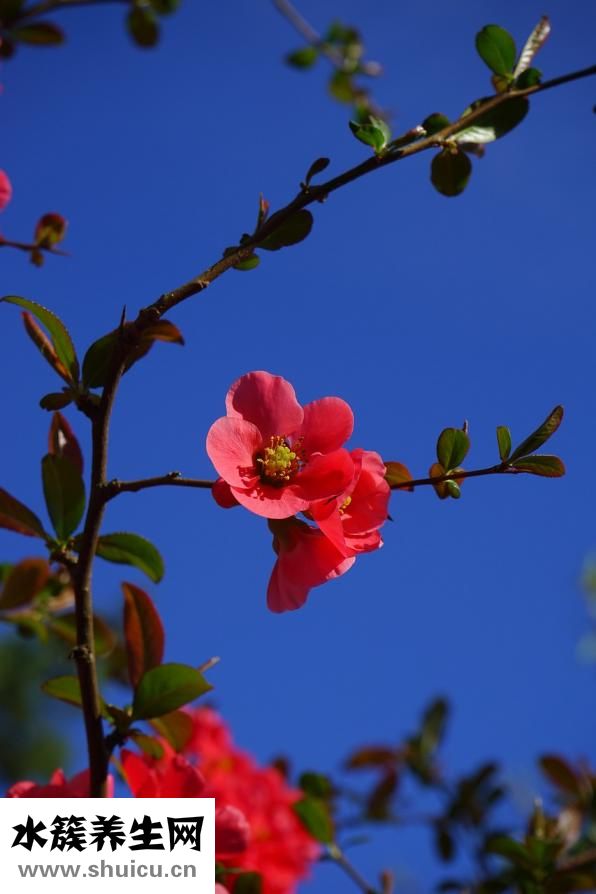 海棠果的功效與作用