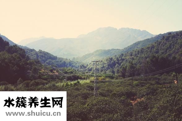 柏子仁的功效與作用