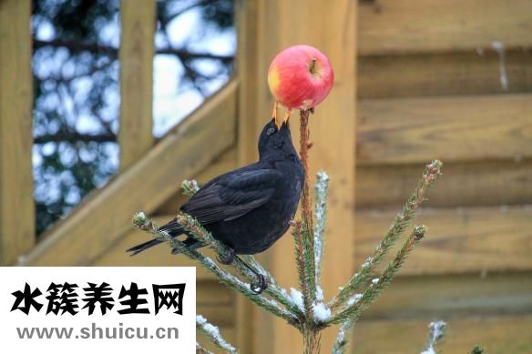 膠體果膠鉍膠囊