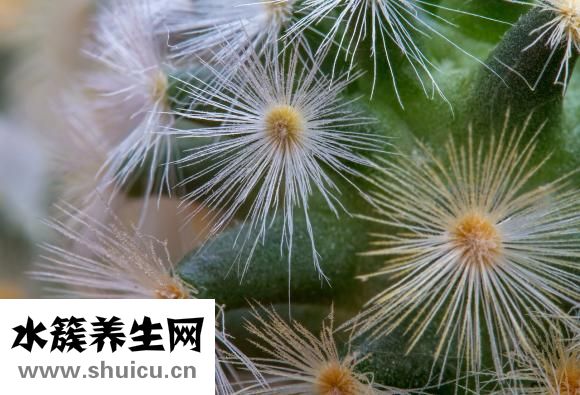 甲狀腺乳頭狀癌