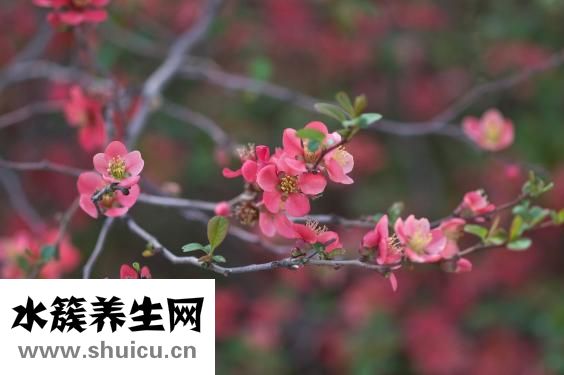 海棠果的功效與作用
