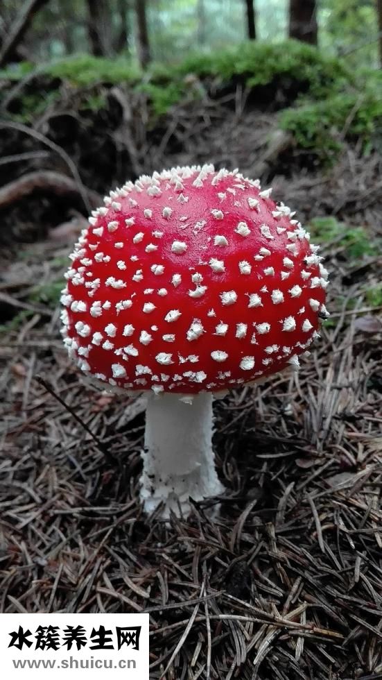 疙瘩湯的家常做法