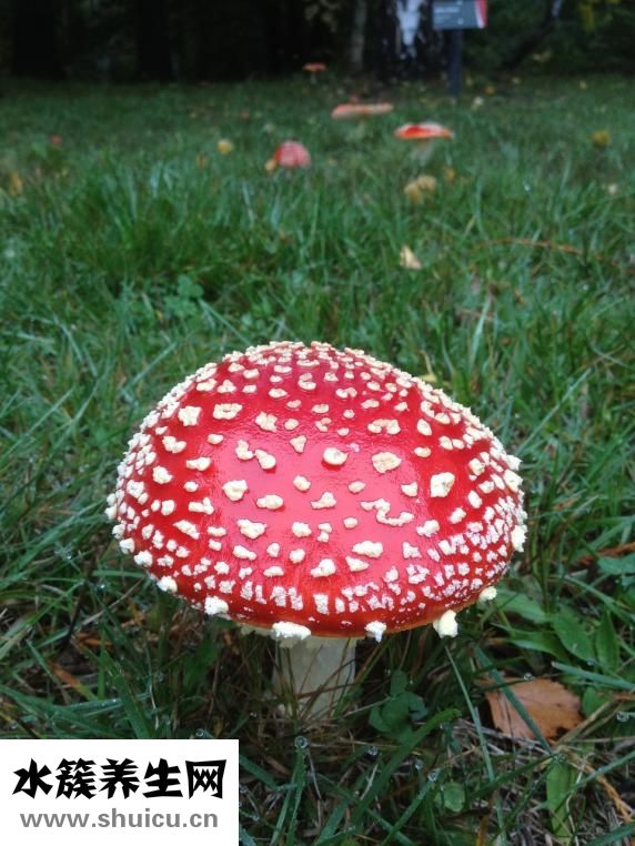 香菇的功效與作用