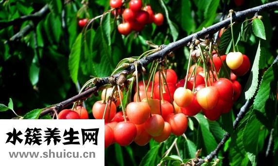 黃花菜的功效與作用