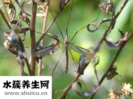 石女是什么意思