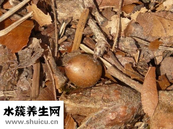 膠體果膠鉍膠囊