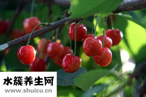 柏子仁的功效與作用