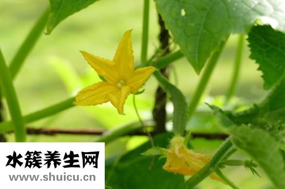 吃螃蟹不能吃什么