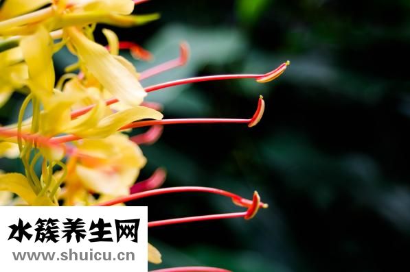 吃螃蟹不能吃什么