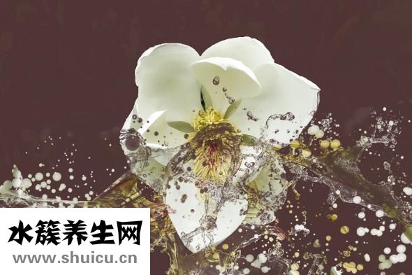 羌活的功效與作用