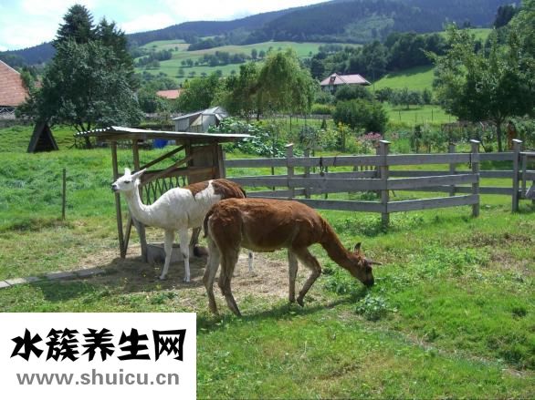 吃螃蟹不能吃什么