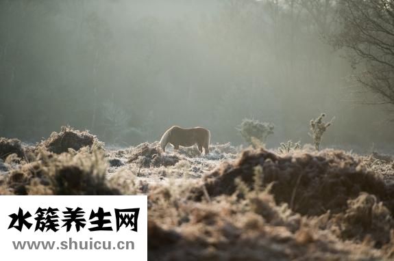 羌活的功效與作用