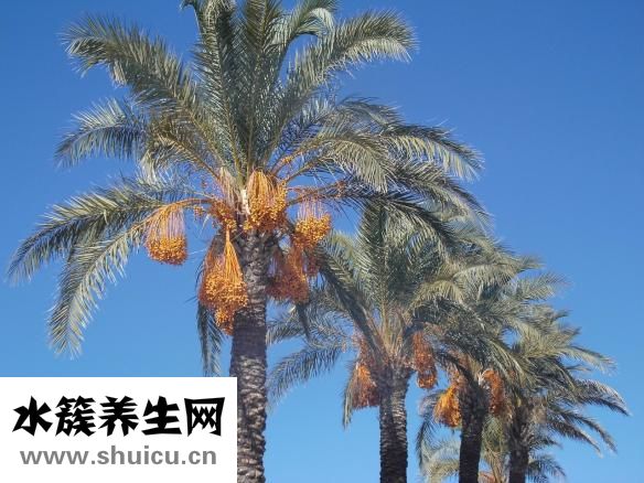 椰棗的功效與作用