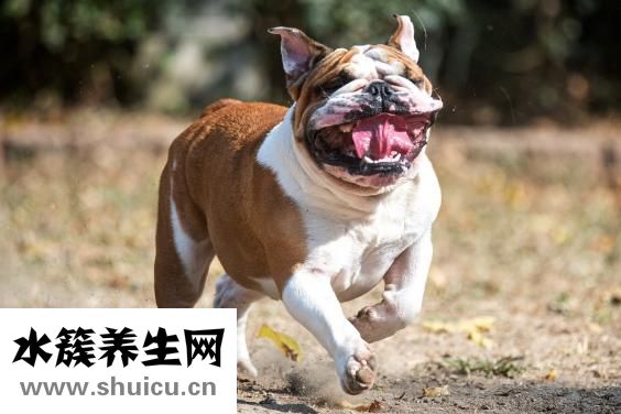 茯神的功效與作用