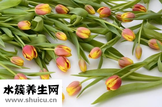 茯神的功效與作用