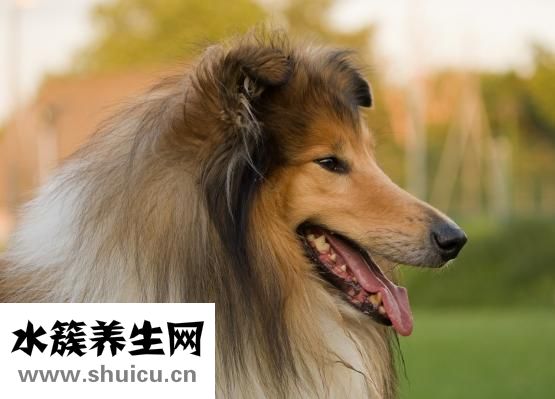 龍葵的功效與作用