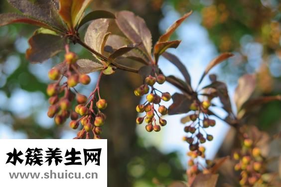 茜草的功效與作用