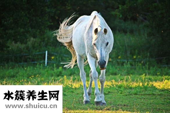 沒藥的功效與作用