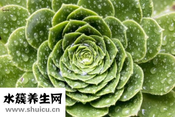 股骨長是什么意思