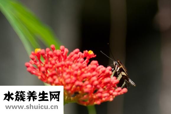 股骨長是什么意思