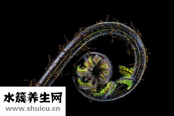 沒藥的功效與作用